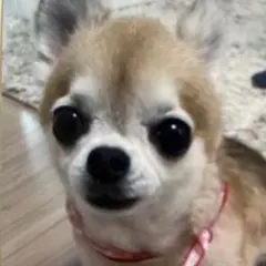 小型犬用手編み服　ゆりはやあみ様専用