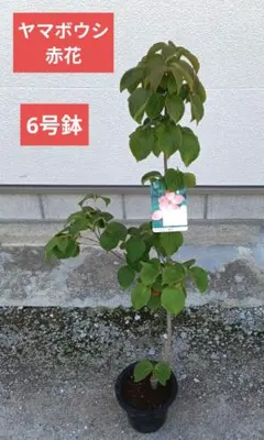ヤマボウシ 白花 苗木 鉢植え 月光 - メルカリ