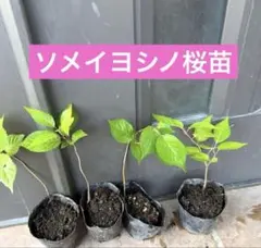ソメイヨシノ桜　抜き苗1株 ２年目のサムネイル