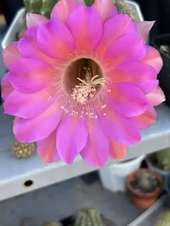 M19様 リクエスト 2点 まとめ商品