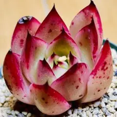 みおいち様 リクエスト 2点 まとめ商品