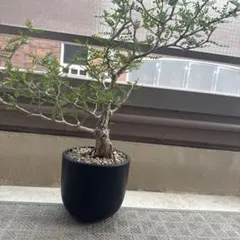 オペルクリカリア・パキプス　鉢のままのサムネイル
