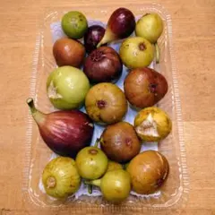 2025年最新】イチジク穂木の人気アイテム - メルカリ