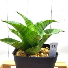 アロエ ペッキー×ヘミンギー ペキヘミ 多肉植物 大株 1287 - メルカリ