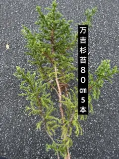希少！フレッシュ！パールアカシア（おまけもあり） - メルカリ