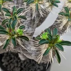 kkr様 リクエスト 2点 まとめ商品