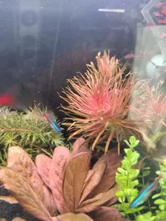 8160様 リクエスト 3点 まとめ商品