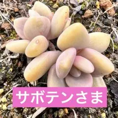 サボテン様 リクエスト 4点 まとめ商品