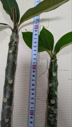 2106★様 リクエスト 2点 まとめ商品