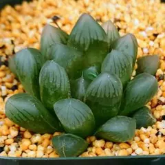 2025年最新】赤い鳥 ハオルチアの人気アイテム - メルカリ