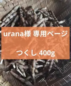 つくし 400g