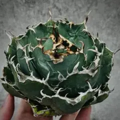 2025年最新】アガベ 白鯨 ボールの人気アイテム - メルカリ