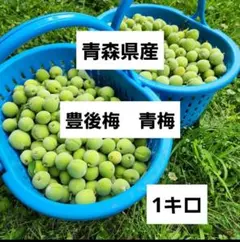 豊後梅　1キロ　青森県産　サイズ小～中　青梅　常温発送のサムネイル