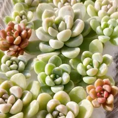 c1おもち&小梅　つぶつぶ多肉植物　カット苗　寄せ植えセット