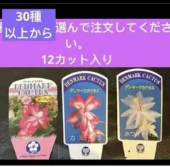 2026年最新】デンマークカクタス コンペイトウの人気アイテム - メルカリ