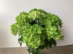 ☆売り尽くし☆福岡県鬼木様の紫陽花☆筑紫路風☆8号鉢☆ - メルカリ