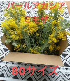ミモザ　パールミモザ　パールアカシア フレッシュ　80サイズ