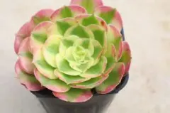21#観葉植物 アエオニウム錦❤️リバーストーン❤️ 1大頭1子芽13cm
