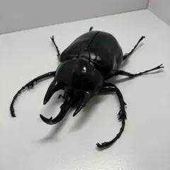 2026年最新】アクティオンゾウカブトの人気アイテム - メルカリ