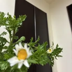 2026年最新】ノースポール苗の人気アイテム - メルカリ