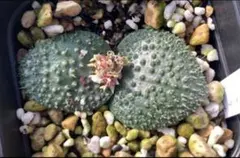 ウニカ様 リクエスト 2点 まとめ商品