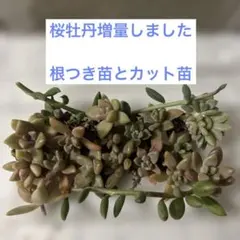 多肉植物　エケベリア　カット苗　ぬき苗　桜牡丹　初心者向け　寄せ植えセット