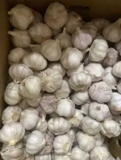 111.期間限定特売生にんにく新にんにく約10kg - メルカリ