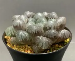 多肉植物　ハオルチア 『紫オブツーサ』　傷あり　65mm. No,60