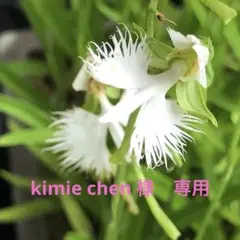 kimie chen  サギソウ　球根　94 球　開花見込み　山野草 サギソウ 鷺草 青葉種 3ポットセット 2026年開花予定球 山野草