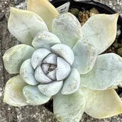 Samy★断捨離中様 リクエスト 3点 まとめ商品