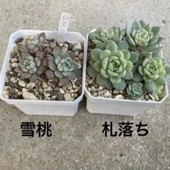 のんとむ様 リクエスト 3点 まとめ商品