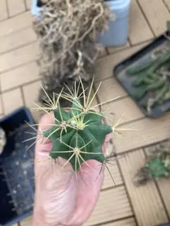 王冠竜　実生のサムネイル