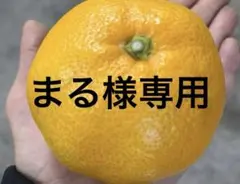 有田みかん　純宝丸　凄く訳あり 不知火9㎏〜10㎏入り