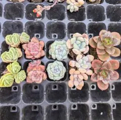 多肉植物 アエオニウム カット苗セット① ◎メルカリ便◎ - メルカリ
