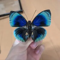 2026年最新】標本の人気アイテム - メルカリ