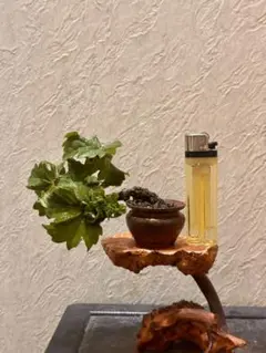 樹高13㎝　根上がり　竜神蔦　ツタ　小品　ミニ　盆栽　黒松　真柏　五葉松 gb24100701_7.jpg