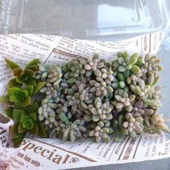 B姫秀麗　紅葉祭り　セット 多肉植物