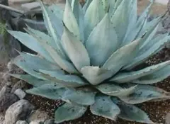 2025年最新】アガベ吉祥天の人気アイテム - メルカリ