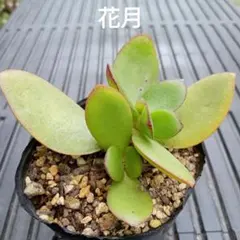 多肉植物 金の成る木 抜き苗 - メルカリ