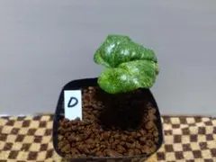 2026年最新】品種名：カンアオイ その他観葉植物の人気アイテム - メルカリ