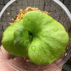 2025年最新】ridleyi pakarangの人気アイテム - メルカリ