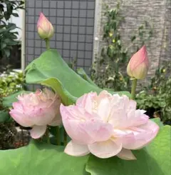 け*ー様 小型ハス　手乗りハス　花ハス　蓮子　花蓮　蓮根　ビオトープ