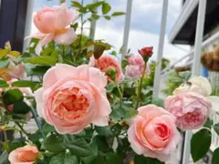 訳あり】ミニバラ♡オレンジ＆イエロー♡3.5号♡ポットごと宅急便