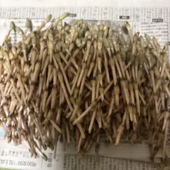 じゅんじゅん様専用 つくし300g＋おまけ