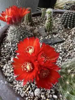 3*8様 101-紅梅 超人気 花サボテン メディオロビビア カキコ - メルカリ