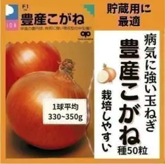 【晩生】玉ねぎ苗▼もみじ1000本【超メルカリ市】 玉ねぎ抜き苗 品種：もみじ3号(晩生) 【野菜の苗 約50本／束