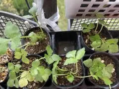 ミツバ☆ミニミニ苗☆お任せ①ポット