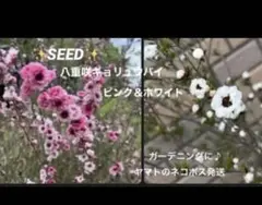 珍しい✨種　八重咲ギョリュウバイ　白1粒＆ピンク2粒　オージープランツ　マヌカ✨のサムネイル