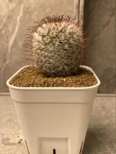 2026年最新】マミラリア サボテンの人気アイテム - メルカリ