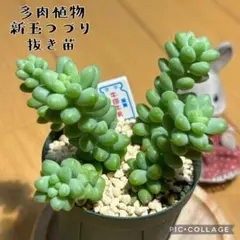 ちぁーちぁんママ様 リクエスト 2点 まとめ商品